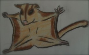 scoiattolo-volante